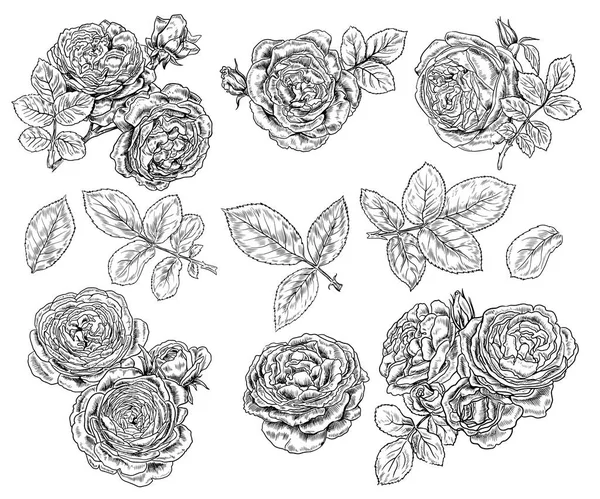 Vector Realistic Black White Rose Drawings — стоковый вектор