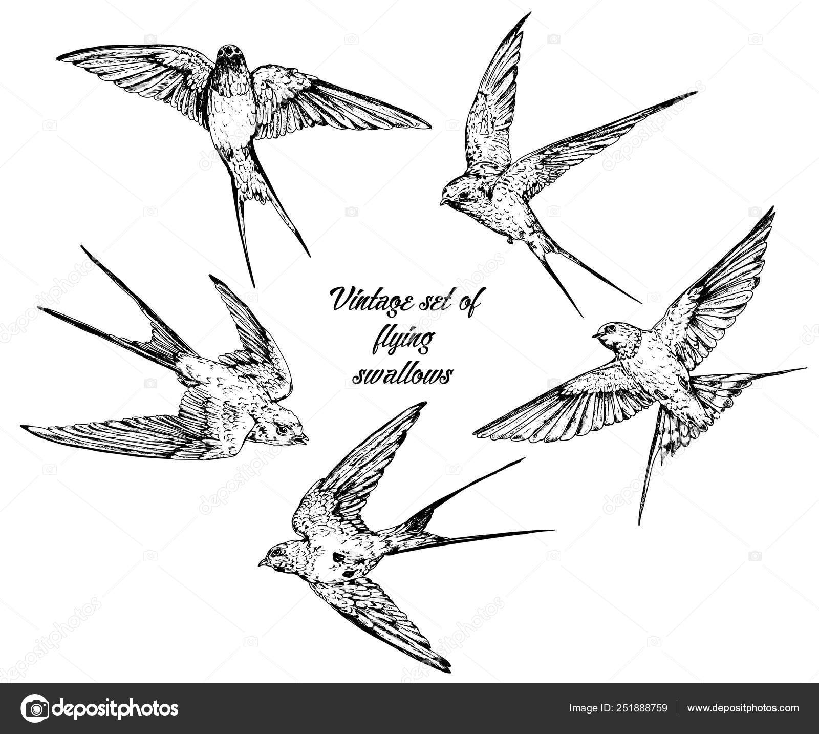 Swallow bird flying, hand drawn doodle sketch, isolated outline  illustration Stock Photo - Alamy