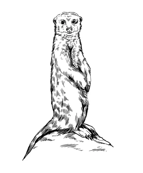 Illustrazione vettoriale realistica disegnata a mano del suricato seduto . — Vettoriale Stock