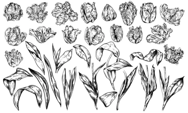 Realistyczny ręcznie rysowane rocznika wektor duży zestaw tulipany — Wektor stockowy