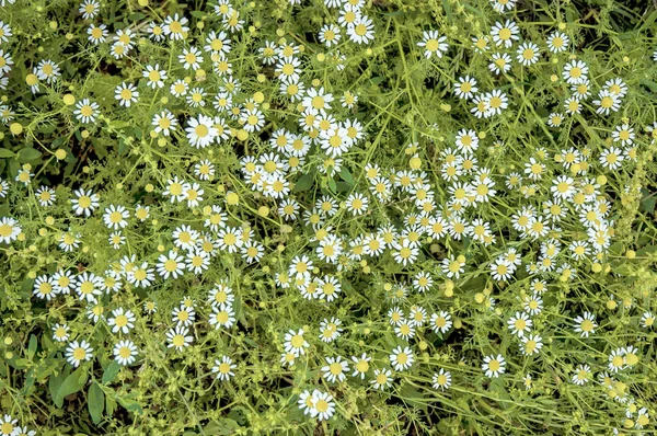 tarlada taze papatya çiçekler