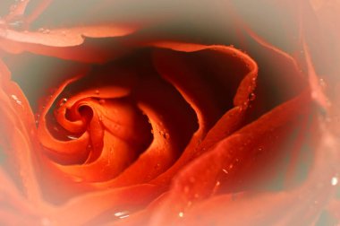 Su damlacıklarıyla kırmızı kırmızı gülün makro resmi. Sığ geçişlerle aşırı yakınlaş