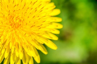 Makro fotoğraf parlak sarı karahindiba. Yakından odaklan