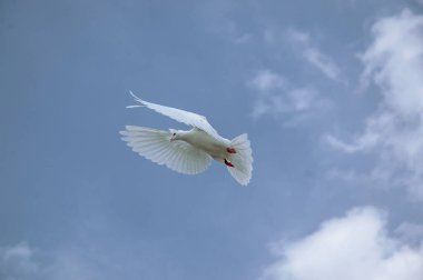 Mavi gökyüzünde uzanan kanatları olan beyaz bir güvercin.