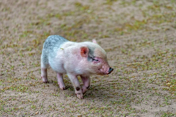 작은 돼지는 그의 어머니를 찾고 — 스톡 사진