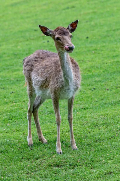 Jeune cerf sur la prairie — Photo