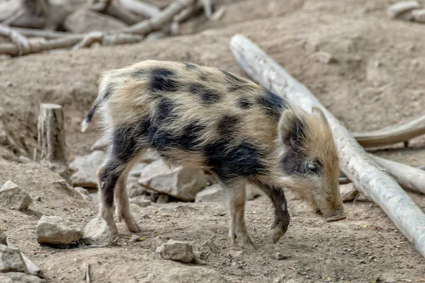 Small wild boar piglet looking for his mother — Stock Photo, Image