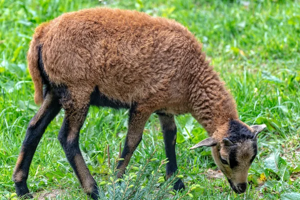 Kamerun koyunu çayırda grazes — Stok fotoğraf