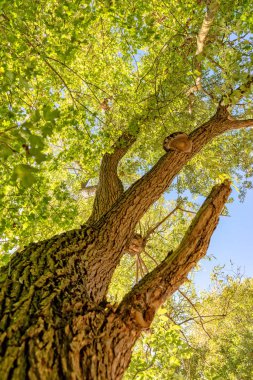Ricklinger Kiesteiche Içinde Hannover Aşağı Saksonya
