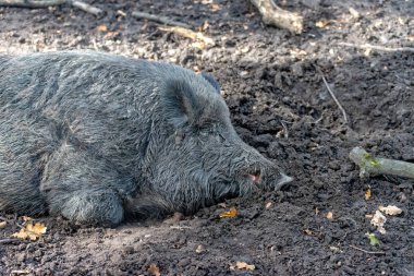 Ormanda yaban domuzu