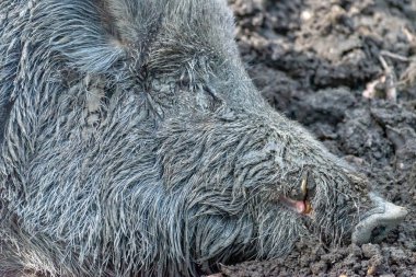 Ormanda yaban domuzu