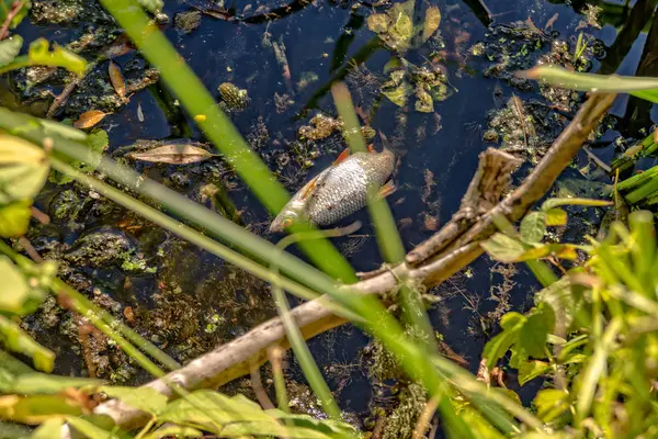 Peces muertos en el lago — Foto de Stock