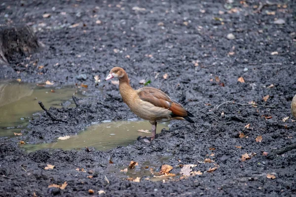 Bird on the ground — Stock Photo, Image