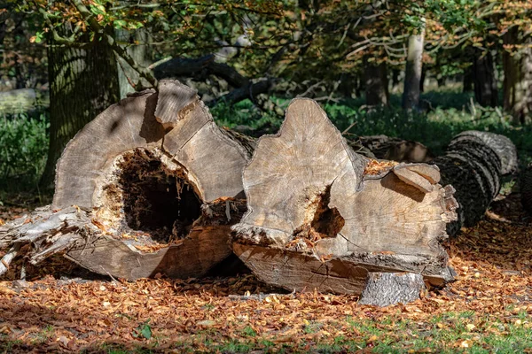 Albero abbattuto in un parco — Foto Stock