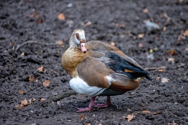 Oiseau au sol — Photo