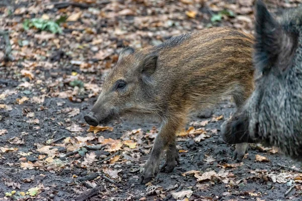 Boar boarling in the forest — Stock Photo, Image