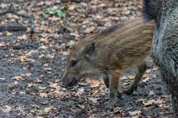 Boar boarling in the forest — Stock Photo, Image