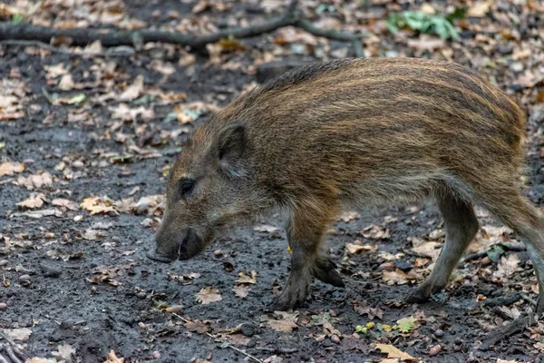 Ormanda domuz domuzu — Stok fotoğraf