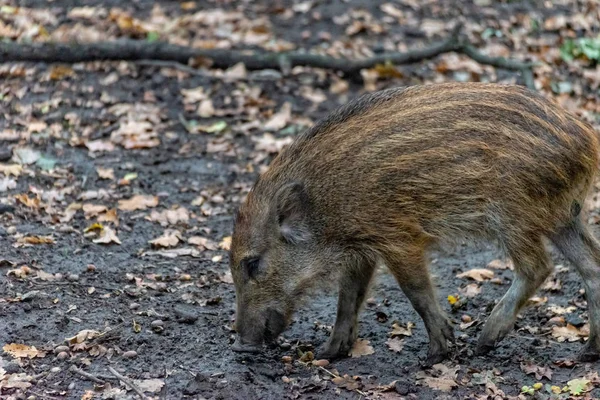 Boar boarling in the forest — Stock Photo, Image