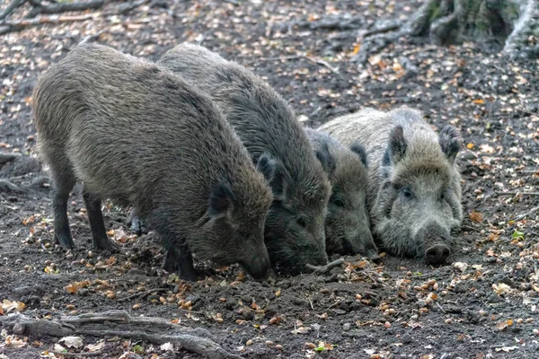 Wild boar family in the forest — Stock Photo, Image