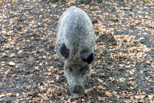 Wild boar family in the forest — Stock Photo, Image