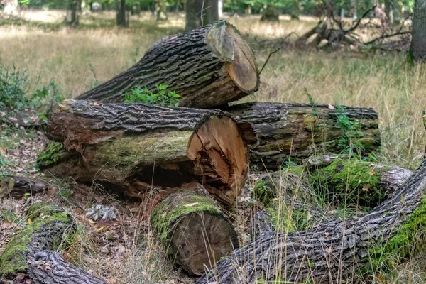 Alberi abbattuti nella foresta — Foto Stock