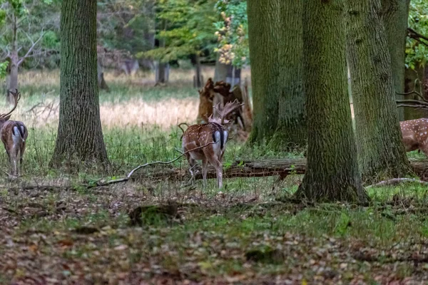 Cerfs dans la nature — Photo