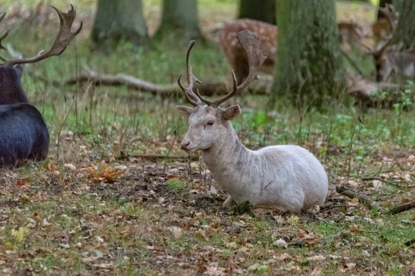 Cerfs dans la nature — Photo