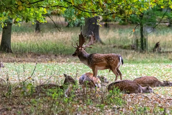 Cerfs dans la nature — Photo