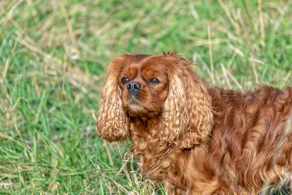 Cavalier King Charles Spaniel dog in brown ruby