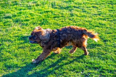 Şövalye Kral Charles Spaniel çayırda oynuyor