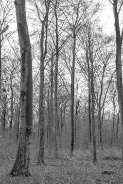 Kışın yerde yapraklar ile orman