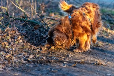 Cavalier Kral Charles Spaniel köpek ormanda eğleniyor