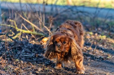 Cavalier Kral Charles Spaniel köpek ormanda eğleniyor