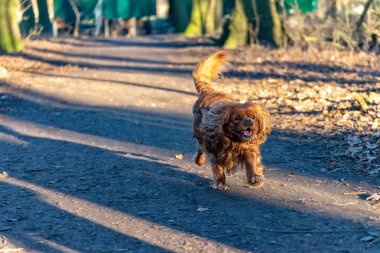 Cavalier Kral Charles Spaniel köpek ormanda eğleniyor