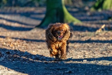 Cavalier Kral Charles Spaniel köpek ormanda eğleniyor