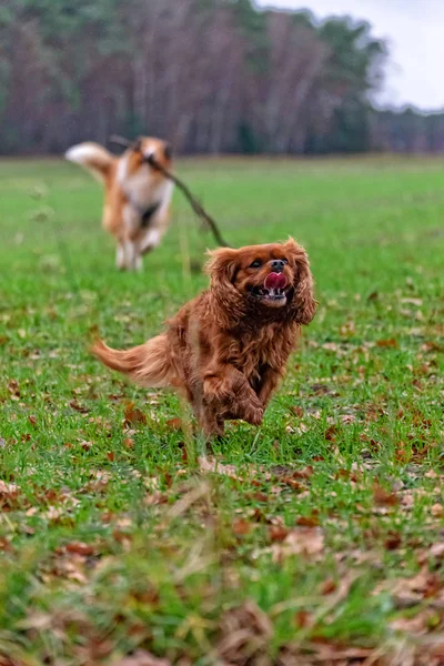 Cavalier King Charles Spaniel Dog Brown Rubi — Stock Photo, Image
