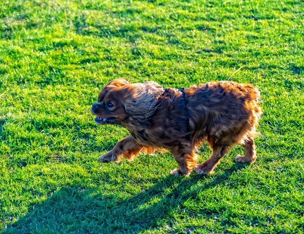 Cavalier Roi Charles Spaniel joue dans la prairie — Photo