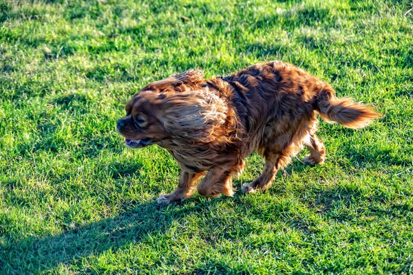 Cavalier Roi Charles Spaniel joue dans la prairie — Photo