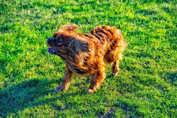 Cavalier Roi Charles Spaniel joue dans la prairie — Photo