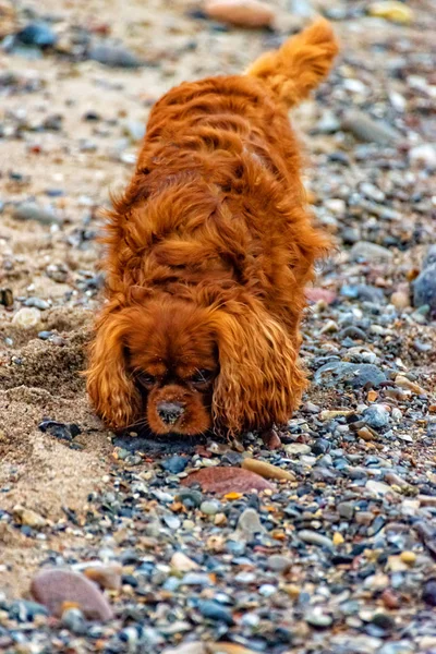 Hund läuft am Strand von Fehmarn — Stockfoto