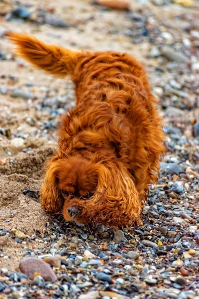 Dog is running on the beach of Fehmarn — Stock Photo, Image