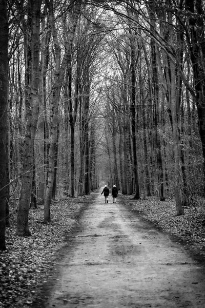 Ga wandelen in het bos — Stockfoto