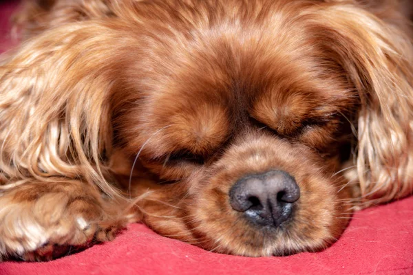 sleeping dog with floppy ears