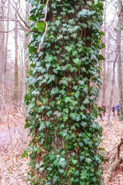 Ivy groeit op de boomstam — Stockfoto