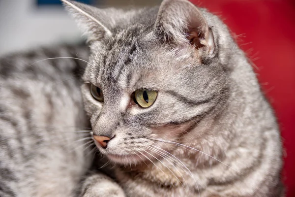 Gato listrado cinza com olhos verdes — Fotografia de Stock