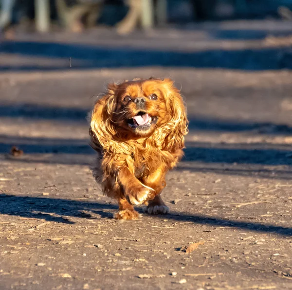Cavalier King Charles Spaniel perro se divierte en el bosque —  Fotos de Stock