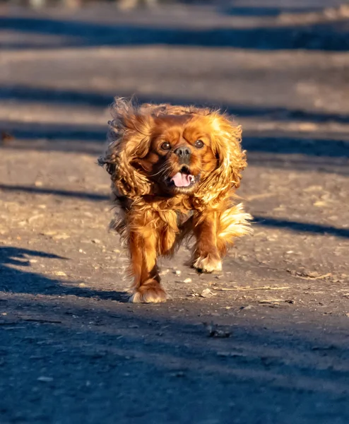 Cavalier King Charles Spaniel chien s'amuse dans la forêt — Photo