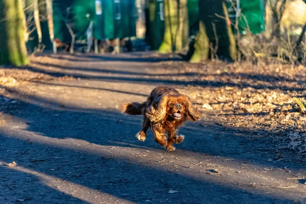 카발리에 킹 찰스 스패니얼 개는 숲에서 재미를 — 스톡 사진