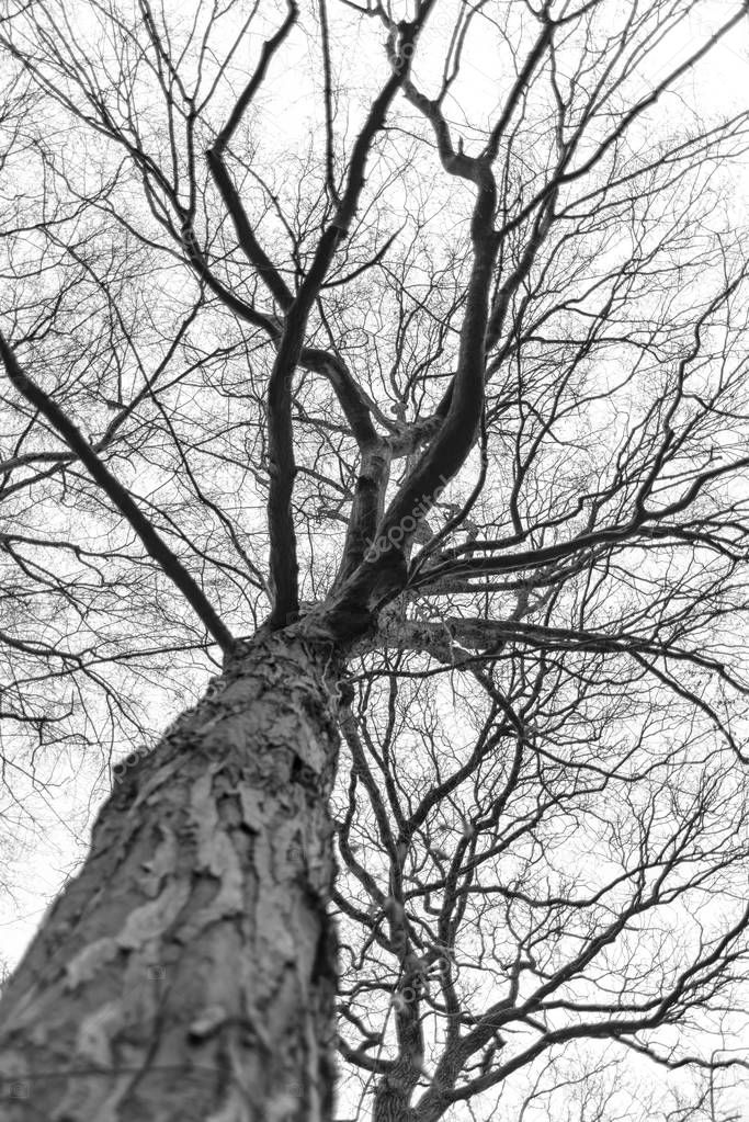 Tree without leaves on the treetop